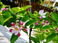 Větvička s květy jabloně 