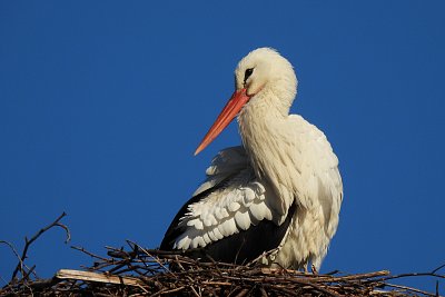 Překvapení dnešního rána*