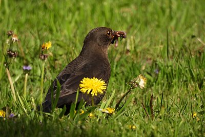 3-DSCN7995-kopie.JPG