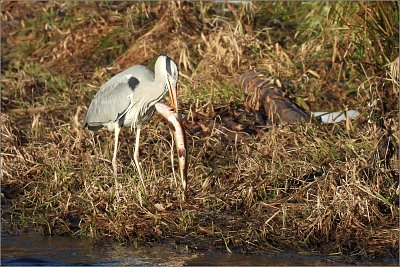 3-dlouhym-stiskem-usmrtit.jpg