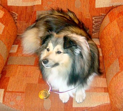 Britney - vítěz oblastní výstavy 2011