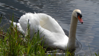 Děvínský rybník s labutí