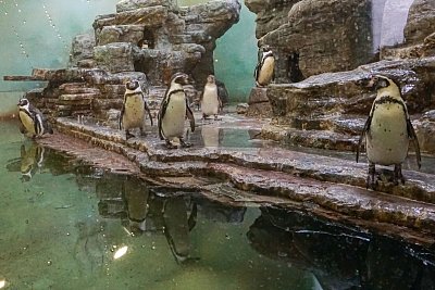 30- V pavilonu tučňáků.