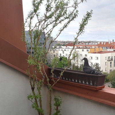 30-zabrousilo-do-truhliku.jpg