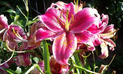 Krásné jako lilie :-)