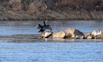 32-kormoran-chyta-slunicko-27-1-22.jpg