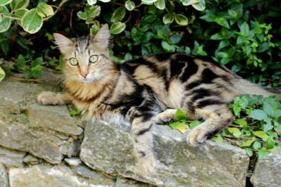 Korsická kočka