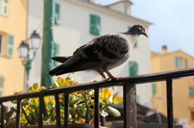 Korsický holub
