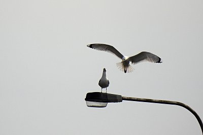 Mohu si přisednout ?