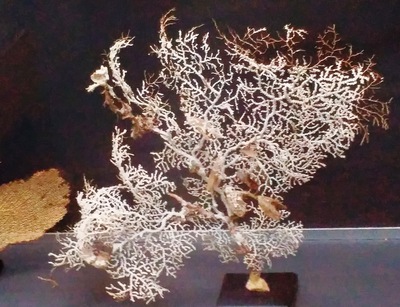 36. Mořské korály jsou ve vitrinách za sklem.