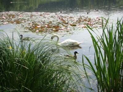 ....život na rybníčku.