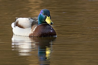 Kačer s kapičkou...