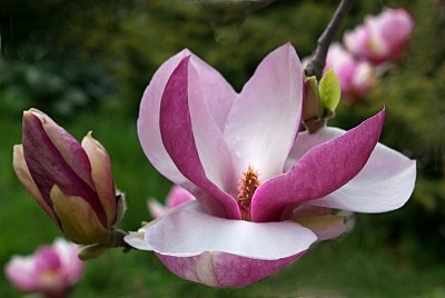 4-magnolie-dsc00412m.jpg