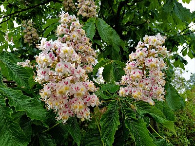 To je barev na jednom květu