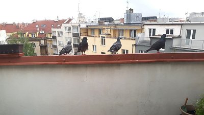 45-cela-rodinka-na-parapetu.jpg