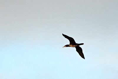 45-kormoran-v-letu.jpg