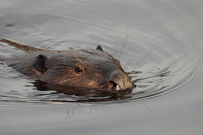 Copak nám to tady plave?*