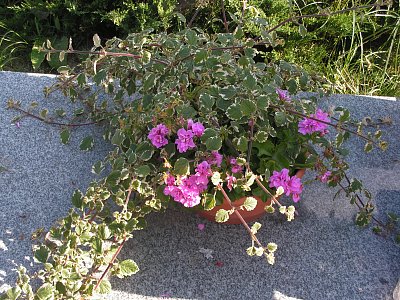 5 Pelargonie a plectranthus na pietním místě.JPG