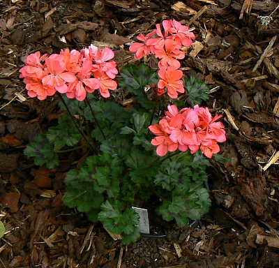 5 Pelargonie -trošku jiná zonálka (novošlechtění).JPG