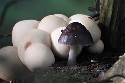 5-stitovka-jeleni-a-pychavky.jpg