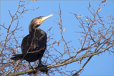 50-kormoran-velky-boty-c.-10.jpg