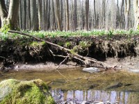 Bledule nad potůčkem