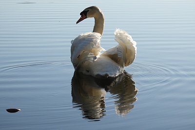 Labuť ze Zlatého jezera