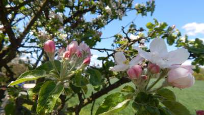 Růžové květy jabloní