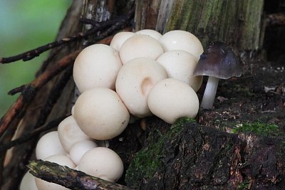 6-pilna-slepicka-sem-nanesla-vajicka.jpg