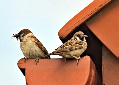 6-sparrows-2426763-1280.jpg