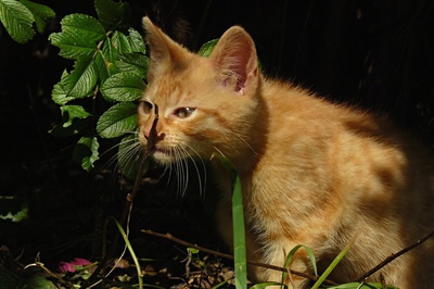 čichám,čichám....