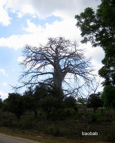 baobab