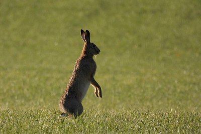 Pojďte si se mnou hrát*