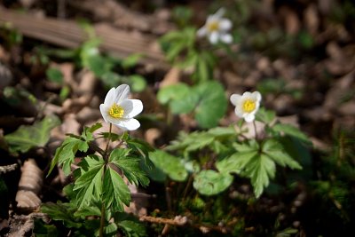 7 - Sasanky vítají jaro.
