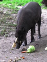 Babirusa 