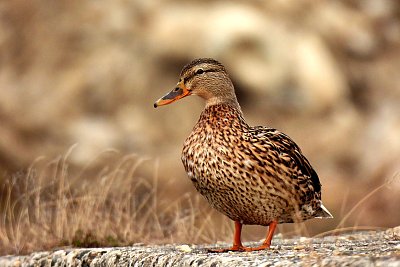 Když jsem já sloužil ... a ta kačka bláto tlačká