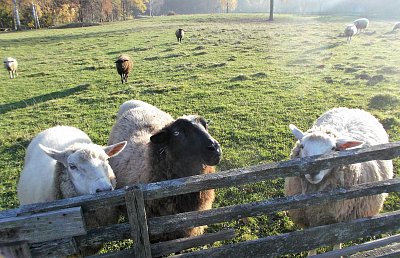 Ovce zvědavě přiběhnou k ohradě