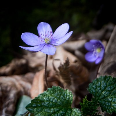 8 - Mezi loňským listím svítí podléšky.