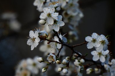 Foto pro uplakanou neděli