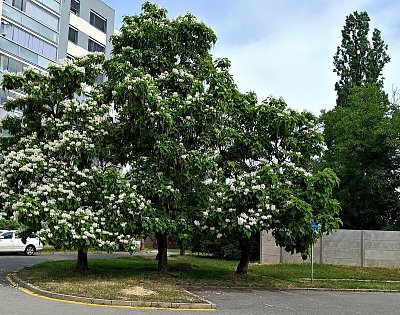 Kvetoucí sídliště