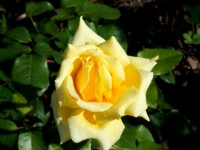 Žlutá růže z Texasu
