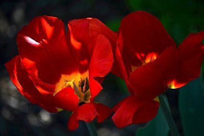 9-tulipany-dsc-1011m.jpg