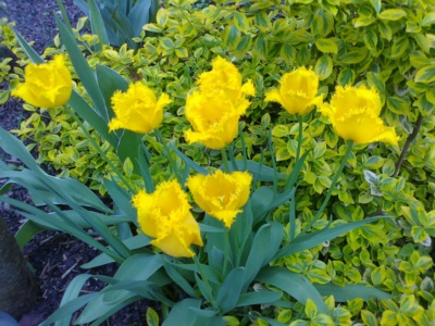 Tulipány pro radost