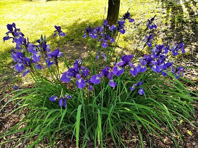 Kosatce-ozdoba každé zahrady