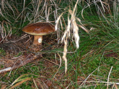 A nebyl v lese sám ...