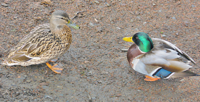 A pěkně z očí do očí