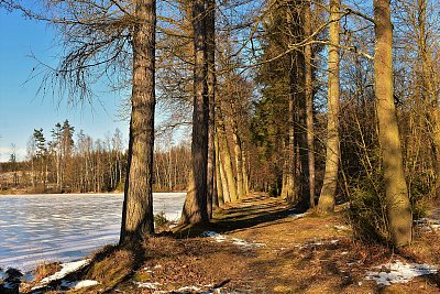 Alej u rybníku Peruš.*
