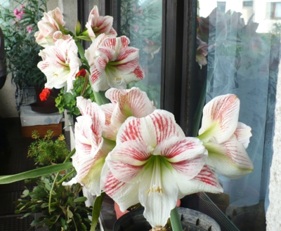 Amarelis na balkoně