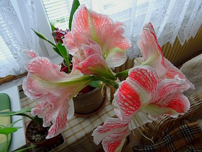 Amarelis u nás doma...