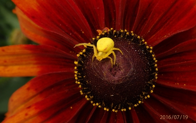 Až si dodělám pavučinu...